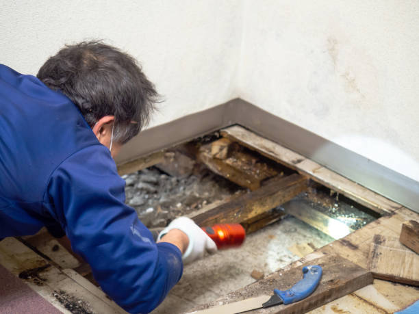 Best Insurance-Related Mold Remediation in Santa Rita Ranch, TX