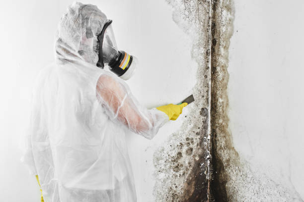 Best Insurance-Related Mold Remediation in Santa Rita Ranch, TX