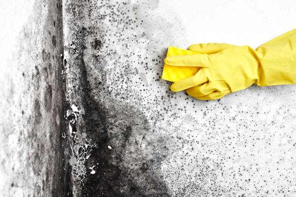Best Mold Remediation for Schools in Santa Rita Ranch, TX