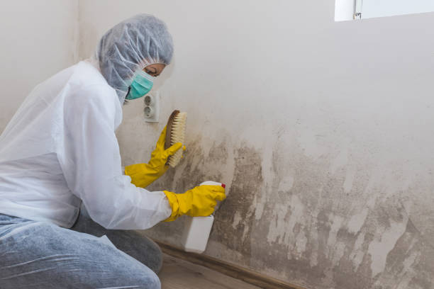 Best White Mold Remediation in Santa Rita Ranch, TX