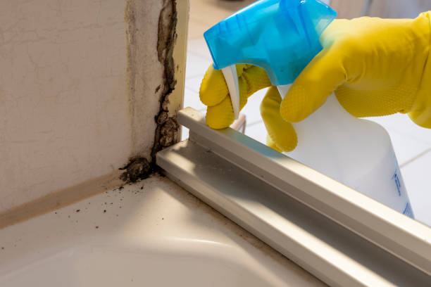 Best Attic Mold Remediation in Santa Rita Ranch, TX