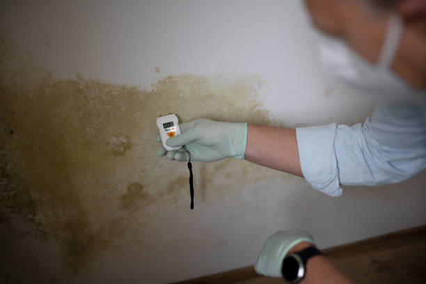 Best Basement Mold Remediation in Santa Rita Ranch, TX