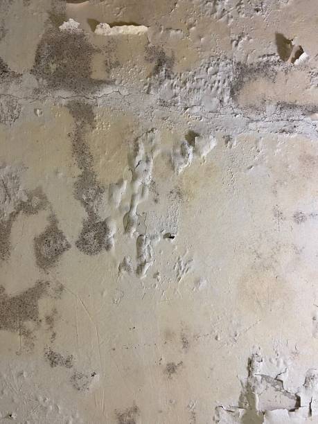 Best Residential Mold Remediation in Santa Rita Ranch, TX
