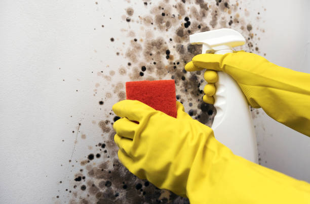 Best Bathroom Mold Remediation in Santa Rita Ranch, TX