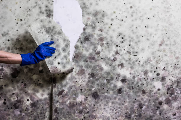 Reliable Santa Rita Ranch, TX Mold Remediation Solutions