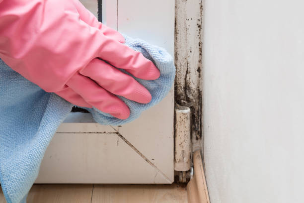 Best Post-Flood Mold Remediation in Santa Rita Ranch, TX