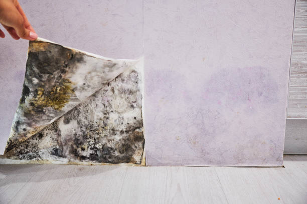Best Emergency Mold Remediation in Santa Rita Ranch, TX